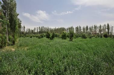 林草配置实验基地